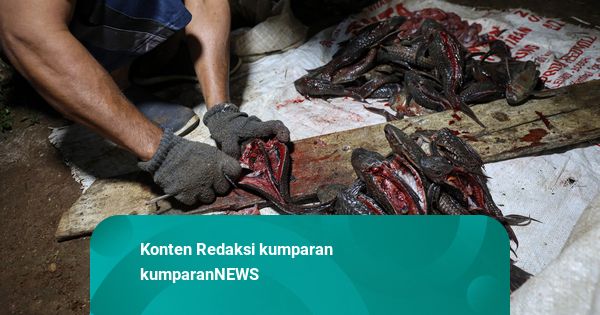 Cuan Filet Ikan-Sapu-Sapu: Dijual di Medsos, Omset Jutaan Rupiah