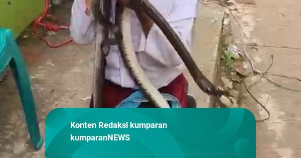 Kisah Bocah Perempuan di Cianjur Bersahabat dengan Ular King Koros