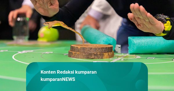 Foto: Katak di Kroasia Adu Lompat Paling Jauh