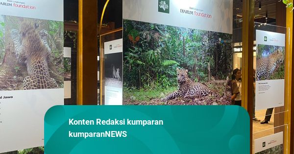 Dari Rimba ke Kota, Poret dan Jejak Macan Tutul Jawa Titipkan Pesan Kelestarian