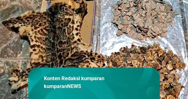 Harimau Dahan di Sumut Diburu, Dikuliti, Kulitnya Dijual: 2 Pelaku Diringkus