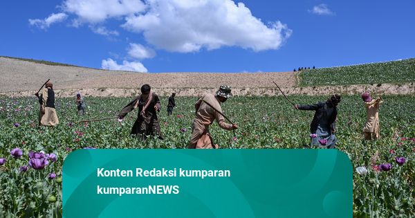Foto: Musnahkan Ladang Opium demi Berantas Narkoba