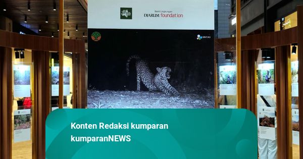 Komitmen Bakti Lingkungan Djarum Foundation Lindungi Macan Tutul Jawa