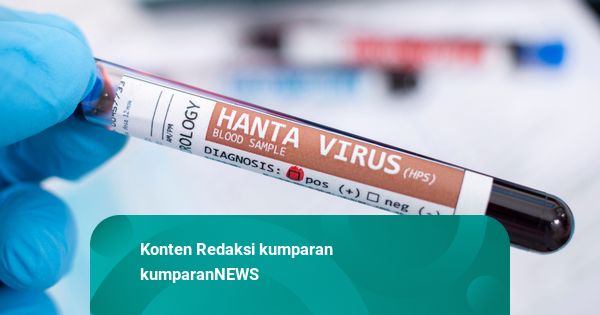 Pemprov DKI Temukan 4 Kasus Hantavirus di Jakarta, Satu Masih Suspek