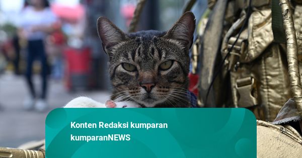 Foto: Kucing dan Tikus Jadi Rekan Kerja Seniman Jalanan di Kolombia