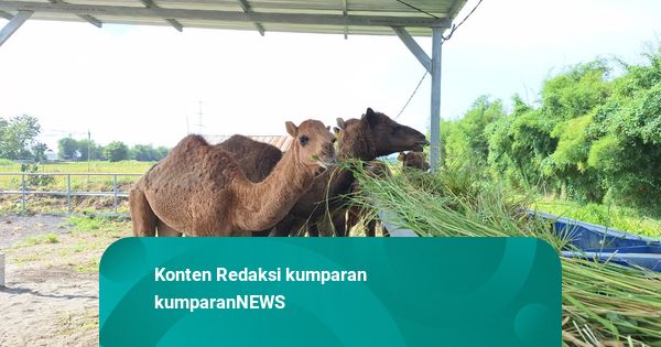 Unta Diternakkan di Mojokerto untuk Hewan Kurban