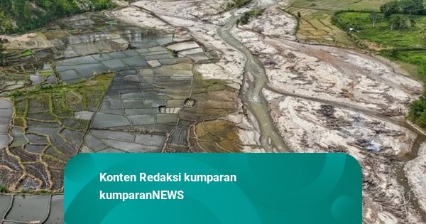 Ribuan Hektare Sawah Terdampak Bencana Mulai Ditanami Kembali