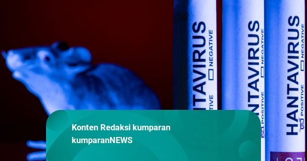 WHO Pertahankan Status Hantavirus Wabah Resiko Rendah