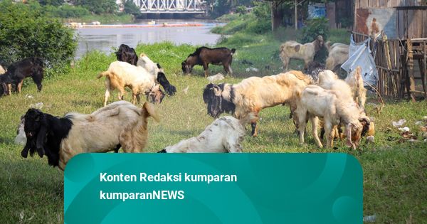 Foto: Lapak Hewan Kurban Idul Adha Bermunculan di Pinggir BKB