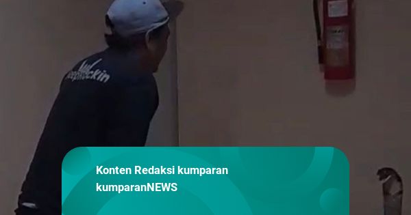 Pegiat Reptil Taklukkan Ular King Cobra Sepanjang 4 Meter di Kantor BRIN Tangsel
