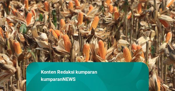 Jelang Kedatangan Prabowo, Polri-Petani Siapkan Panen Raya Jagung di Tuban