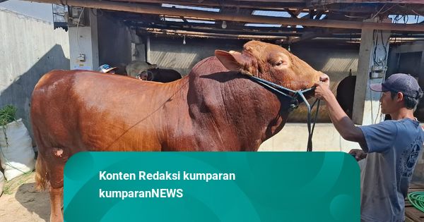 Presiden Prabowo Salurkan 34 Ekor Sapi Kurban untuk Masyarakat di Sumut
