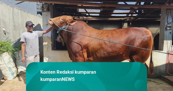 Prabowo Beli 'Predator' Si Sapi Kurban Berbobot 1,1 Ton dari Peternak Sukabumi