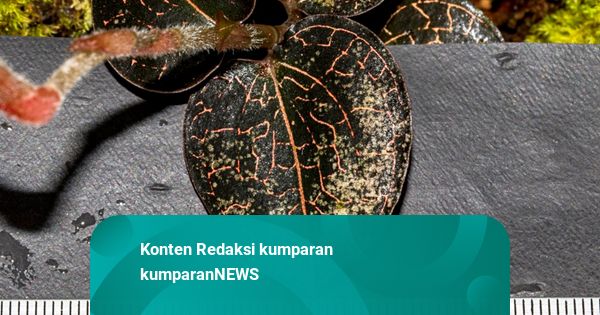 2 Jenis Anggrek Langka Ditemukan di Gunung Semeru di Ketinggian 1.100 Mdpl