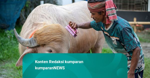 Foto: Kerbau Albino “Donald Trump” Jadi Bintang Jelang Idul Adha