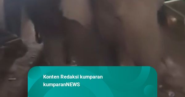 Momen 2 Gajah Liar Masuk Pasar Jukung di OKI Sumsel Bikin Heboh Warga