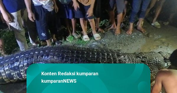Buaya Berukuran 5 Meter Ditangkap Warga Luwu dengan Setrum Listrik