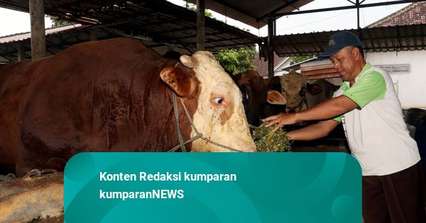 Sapi Kurban Presiden Pakai APBN: Bantuan Pemerintah, MUI Pastikan Sah