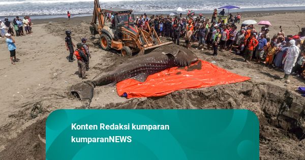 Foto: Proses Autopsi Bangkai Hiu Tutul yang Terdampar di Cilacap