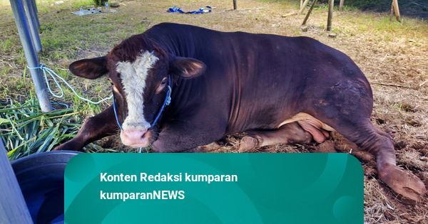 Pemotongan Hewan Kurban di Berbagai Daerah: dari Sapi Lepas hingga Tragedi