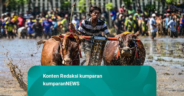 Foto: Melihat Aksi Karapan Sapi Brujul di Probolinggo