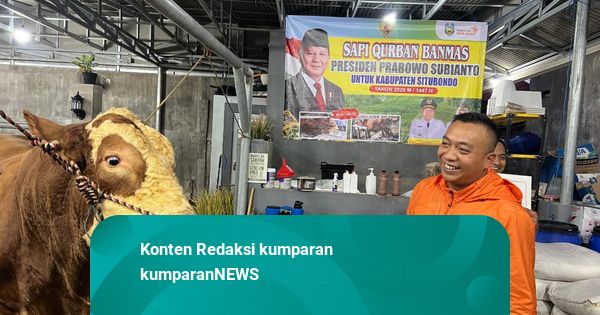 Melihat Jaguar, Sapi 1 Ton Asal Situbondo Buat Kurban Presiden Prabowo