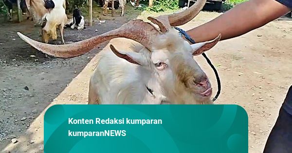 Kambing Unik Punya Tanduk Mirip Rusa di Mojokerto