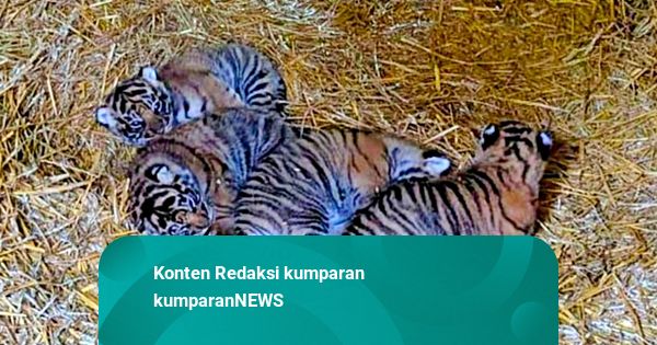 4 Ekor Bayi Harimau Sumatera Lahir di Suaka Margasatwa Inggris