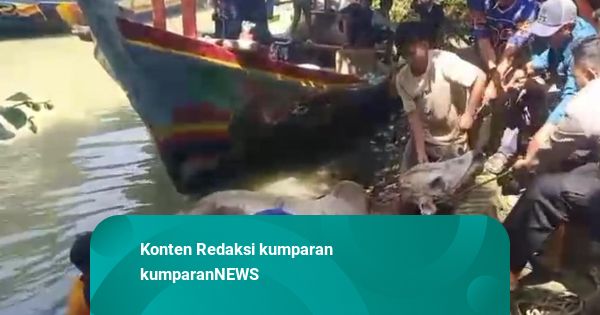 Sapi Kurban di Pemalang Lepas dan Melompat ke Sungai, Polisi Turun Tangan