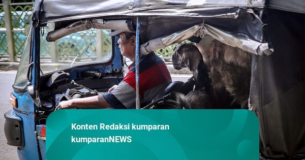 Foto: Bersiap Kurban, Kambing di Tanah Abang Naik Bajaj Menuju Lapak