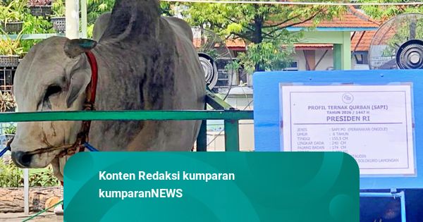 Sapi Kurban Presiden Tiba di Masjid Surabaya, Sempat Berontak dan Kejar Warga