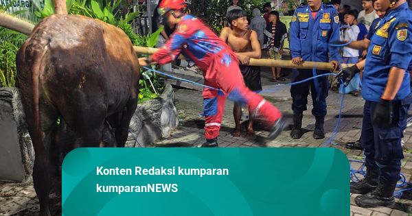 Damkar Selamatkan Sapi Kurban yang Nyemplung Parit di Semarang