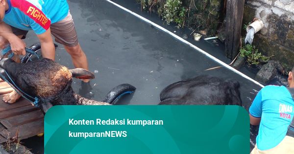 Momen Damkar Evakuasi Sapi di Surabaya yang Kabur Lalu Nyebur ke Selokan
