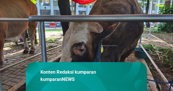Gerindra Sebut Bantuan Sapi Kurban Presiden dari APBN Sah dan Tak Langgar Aturan