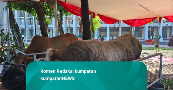 Istiqlal Terima Sapi Kurban Presiden dan Wapres, Bobot Capai 1,3 Ton