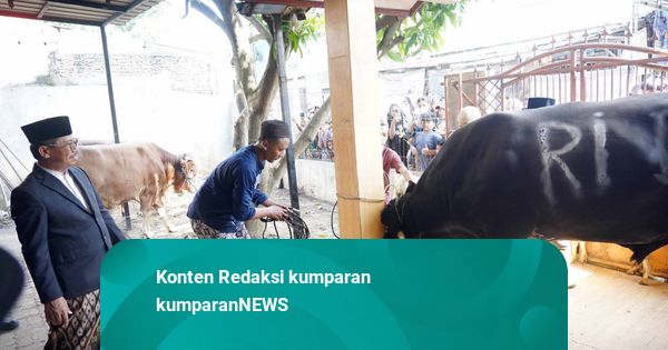 Penyembelihan 'Sambo', Sapi 1,1 Ton Bantuan Presiden Prabowo di Kota Tangerang