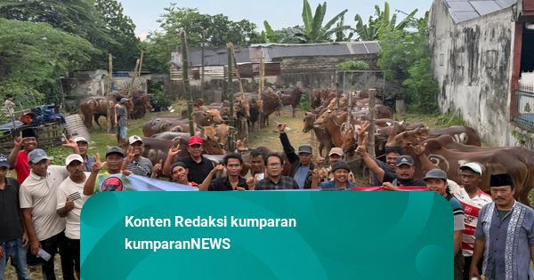 Berbagi Berkah Idul Adha, DPD PDI Perjuangan Jatim Salurkan 485 Sapi Kurban