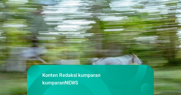 Sekdes soal Bocah Tewas di Jasinga Bogor: Digigit 4 Anjing Pemburu di Sawah