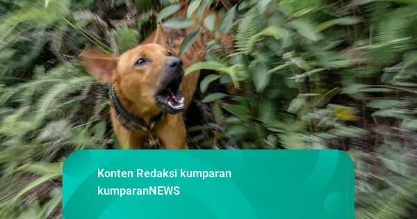 Polisi Tolak RJ Bocah Tewas Digigit Anjing Pemburu di Bogor, Kasus Tetap Lanjut