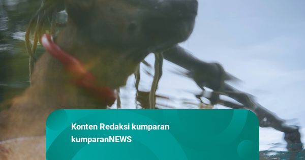 Pemilik Anjing Pemburu yang Gigit Bocah di Jasinga Bogor Jadi Tersangka