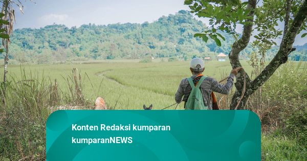 Foto: Berburu Babi di Hutan Bogor