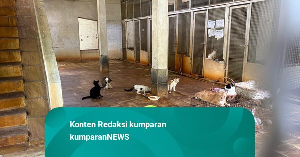 Kisah Pondok Pengayom Satwa Merawat yang Tak Bertuan: Semua Hewan Makhluk Tuhan