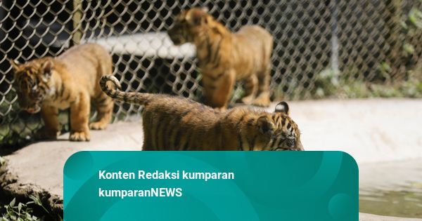 Foto: Populasi Satwa Langka Bertambah, 4 Bayi Harimau Sumatera Lahir di Pasuruan