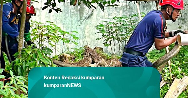 Damkar Evakuasi King Cobra Sepanjang 4 Meter dari Perumahan Warga di Samarinda