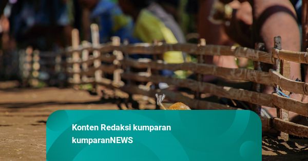 Foto: Merawat Tradisi Karapan Marmot di Lumajang