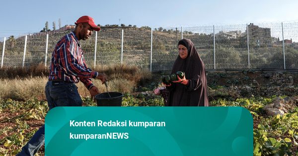 Foto: Kawat Berduri Tak Hentikan Petani Palestina Mengolah Lahan