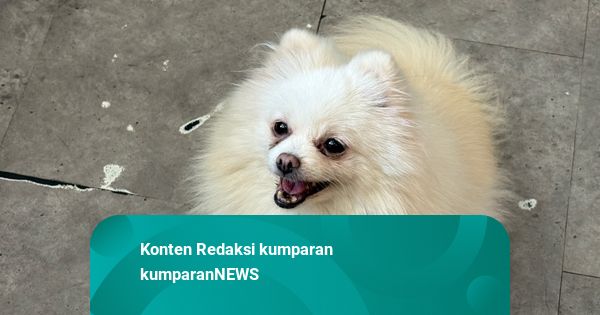 Manajer Dogs Ministry Jakut Ungkap saat Anjing Mereka Dilecehkan Pengunjung