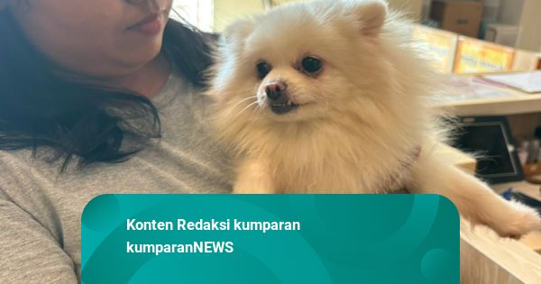Kondisi Anjing Sissy di Dogs Ministry Usai Dilecehkan: Jadi Pendiam, Trauma