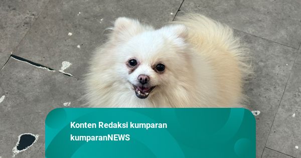 Bukan Titipan, Anjing Pomeranian yang Dilecehkan di Jakut Milik Dogs Ministry
