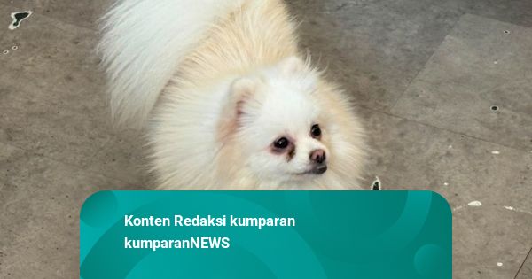 Yang Diketahui dari Dugaan Pelecehan Anjing di Kafe Dogs Ministry